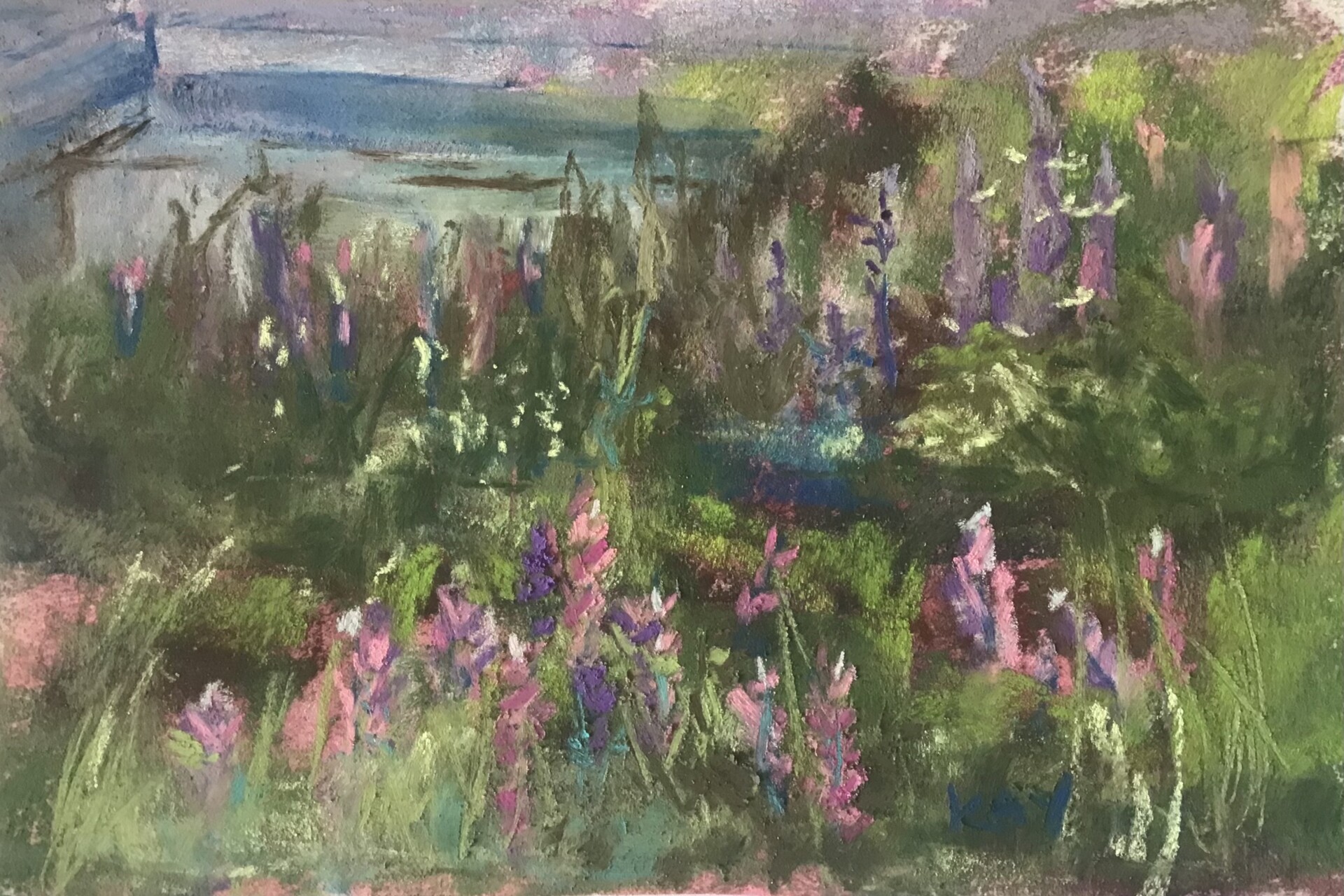 Lubec Lupines 1